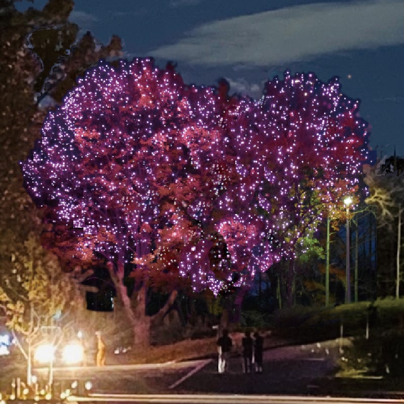 Hanano-michi Illumination Image